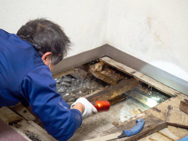 Best Certified Mold Removal  in Laguna Beach, CA