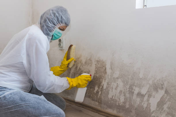 Laguna Beach, CA Mold Removal Company