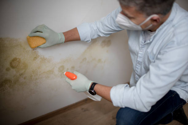 Best Black Mold Removal  in Laguna Beach, CA