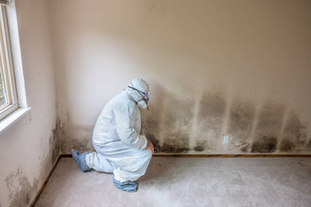 Best Commercial Mold Removal  in Laguna Beach, CA