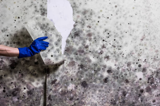 Best Attic Mold Removal  in Laguna Beach, CA