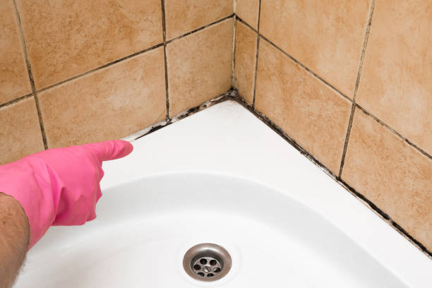 Best Residential Mold Removal  in Laguna Beach, CA